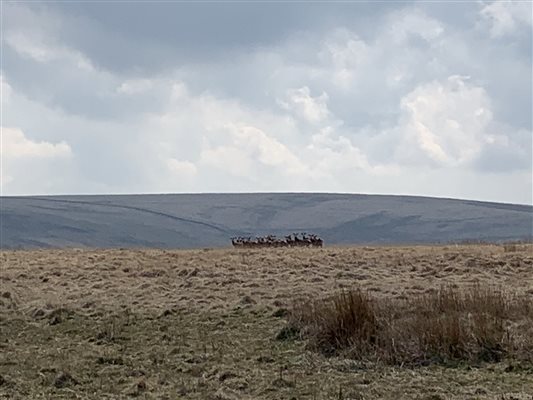 Deer on the moor